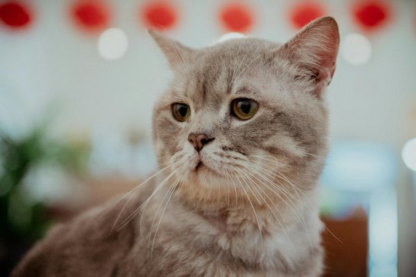 Hoe kies je de perfecte jurk voor elke gelegenheid?