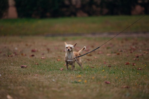 Wat zijn de beste kruiden voor een veelzijdige keuken?